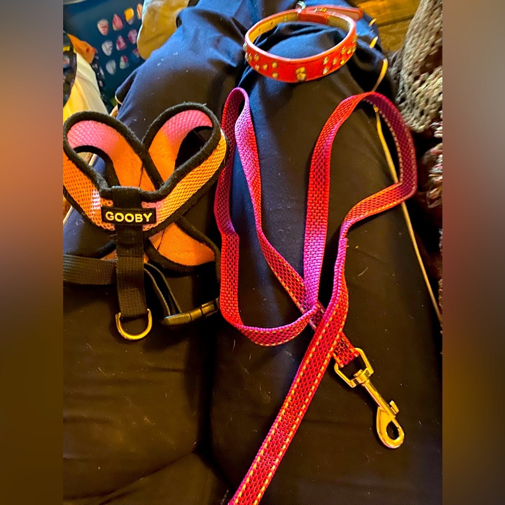 Pink dog accessories, a collar, leash, and harness.
